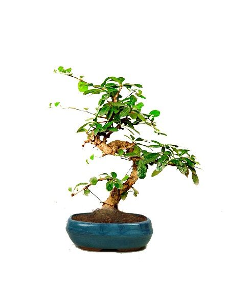 Carmona microphylla Retusa Fukien Çay Ağacı Bonsai, Saksıda
