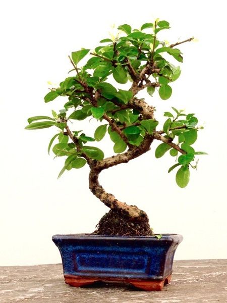 Carmona microphylla Retusa Fukien Çay Ağacı Bonsai, Saksıda