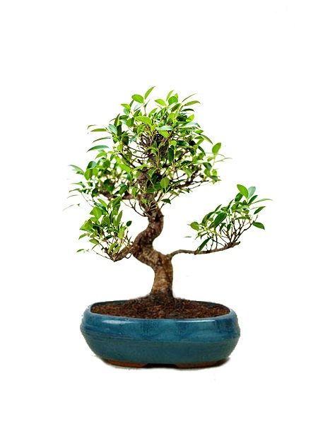 Ficus Bonsai, Saksıda