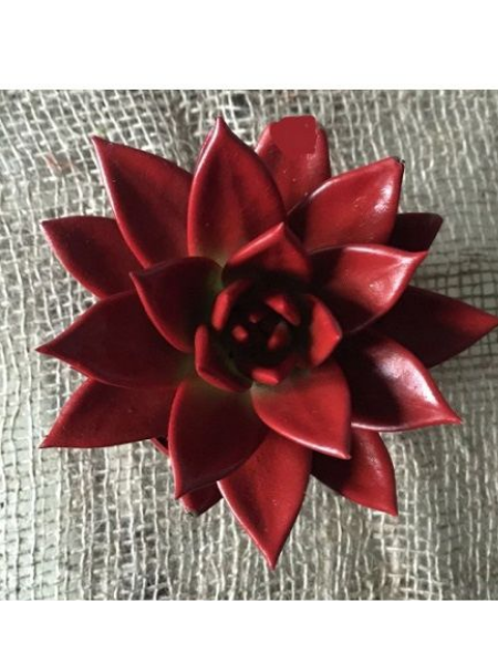 Boyalı Echeveria Miranda Kırmızı Renk 8,5 cm Saksıda