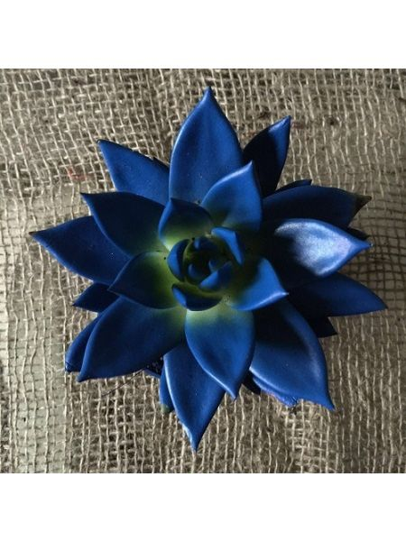 Boyalı Echeveria Miranda Mavi Renk 8,5 cm Saksıda