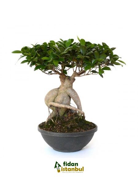 Ficus microcarpa Ginseng Bonsai, Büyük Yaş, Saksıda