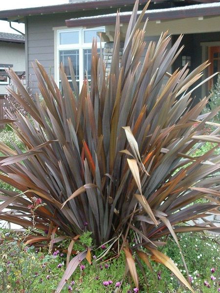 Yeni Zelanda Keteni Bordo Phormium tenax Atropurpureum, 60-80 cm, Saksıda