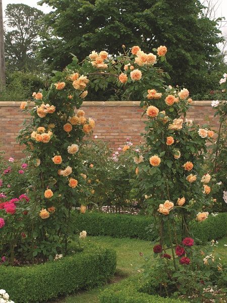 Sarmaşık Gül Fidanı Turuncu Rosa rampicanti Orange, +120 cm, Saksıda