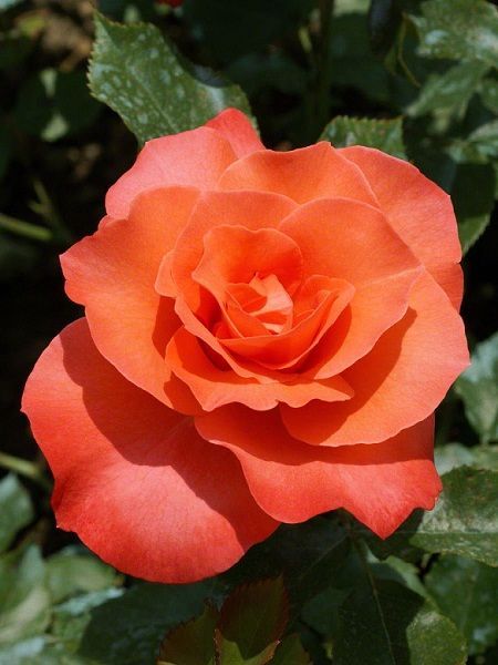 Sarmaşık Gül Fidanı Turuncu Rosa rampicanti Orange, +60 cm, Saksıda