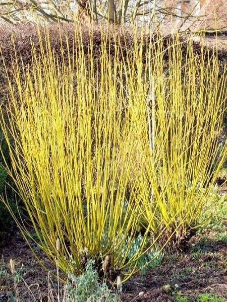Sarı Süs Kızılcığı Cornus stolonifera Flaviramea, 40-60 cm, Saksıda