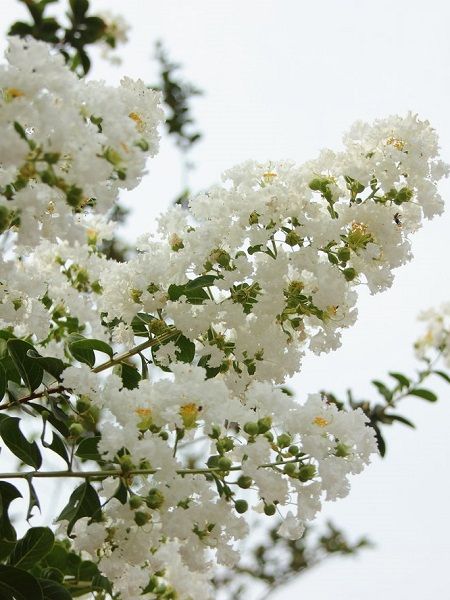 Oya Ağacı Beyaz Çiçekli Fidanı Lagerstroemia indica White, Saksıda