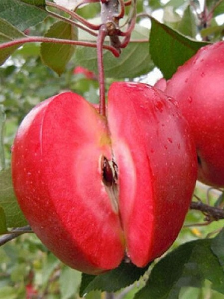 Elma Fidanı İçi Dışı Kırmızı Elma, +120 cm, Rootball