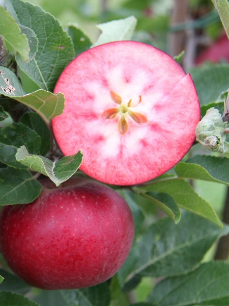 Elma Fidanı İçi Dışı Kırmızı Elma, +120 cm, Saksıda