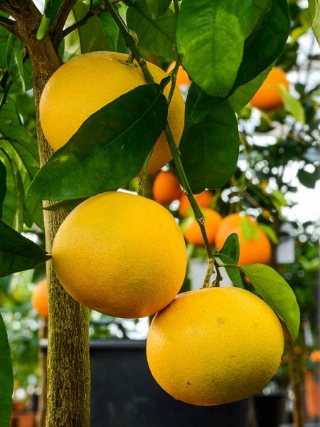 İthal Greyfurt Fidanı Citrus paradisi Pompelmo, +120 cm, Saksıda