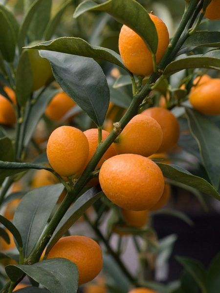 İthal Kamkat Fidanı Citrus fortunella Kumquat, 80-100 cm, Saksıda