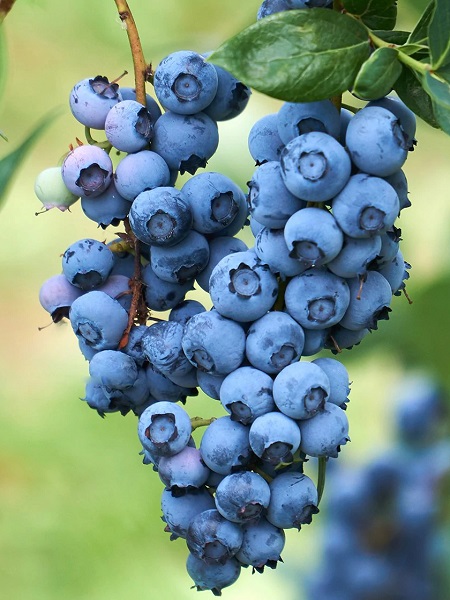 Yaban Mersini Blueberry Vaccinium corymbosum O Neal, 60-80cm,+3 Yaş , Saksıda