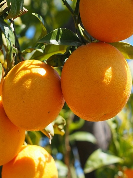 İthal Arancio Portakal Fidanı Citrus sinensis Arancio, 80-100 cm, Saksıda