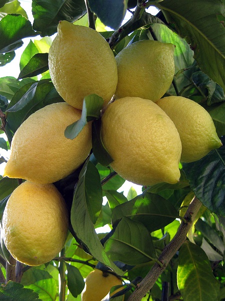 İthal Limon Fidanı Citrus Limon, +120 cm, Saksıda