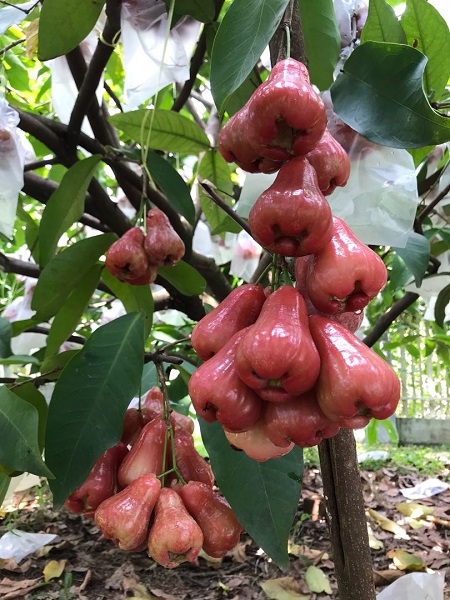 Elma Fidanı Gül Elması Syzygium Jambos, 80-100 cm, Saksıda