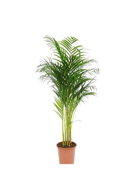 Areka Palmiyesi Chrysalidocarpus lutescens, +100 cm, Saksıda