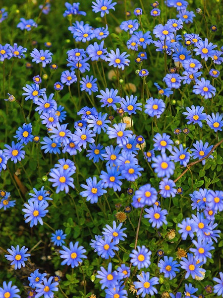 Mavi Papatya Çiçeği Felisya Felicia amelloides, Saksıda