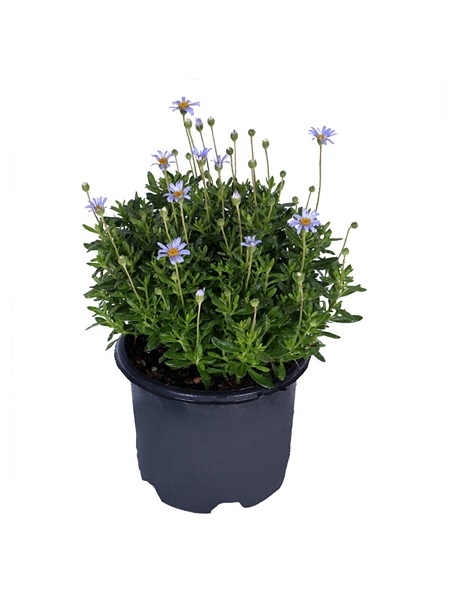 Mavi Papatya Çiçeği Felisya Felicia amelloides, Saksıda
