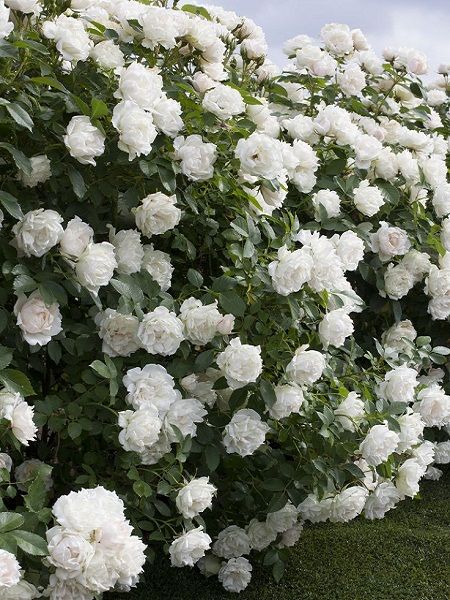 Sarmaşık Gül Fidanı Beyaz Rosa rampicanti White, +120 cm, Büyük Yaş, Saksıda