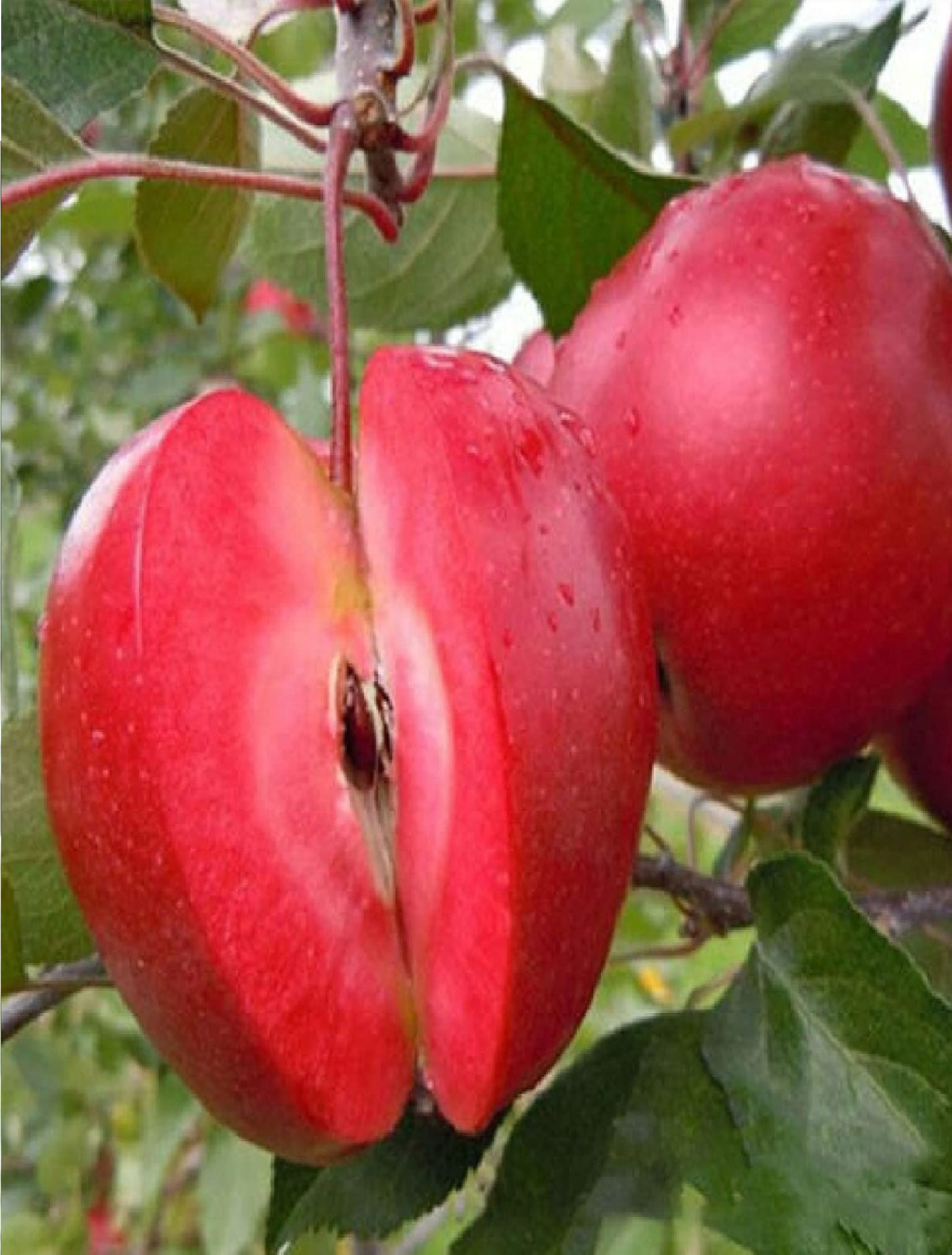 Elma Fidanı İçi Dışı Kırmızı Elma, +120 cm, 3 YAŞ Rootball