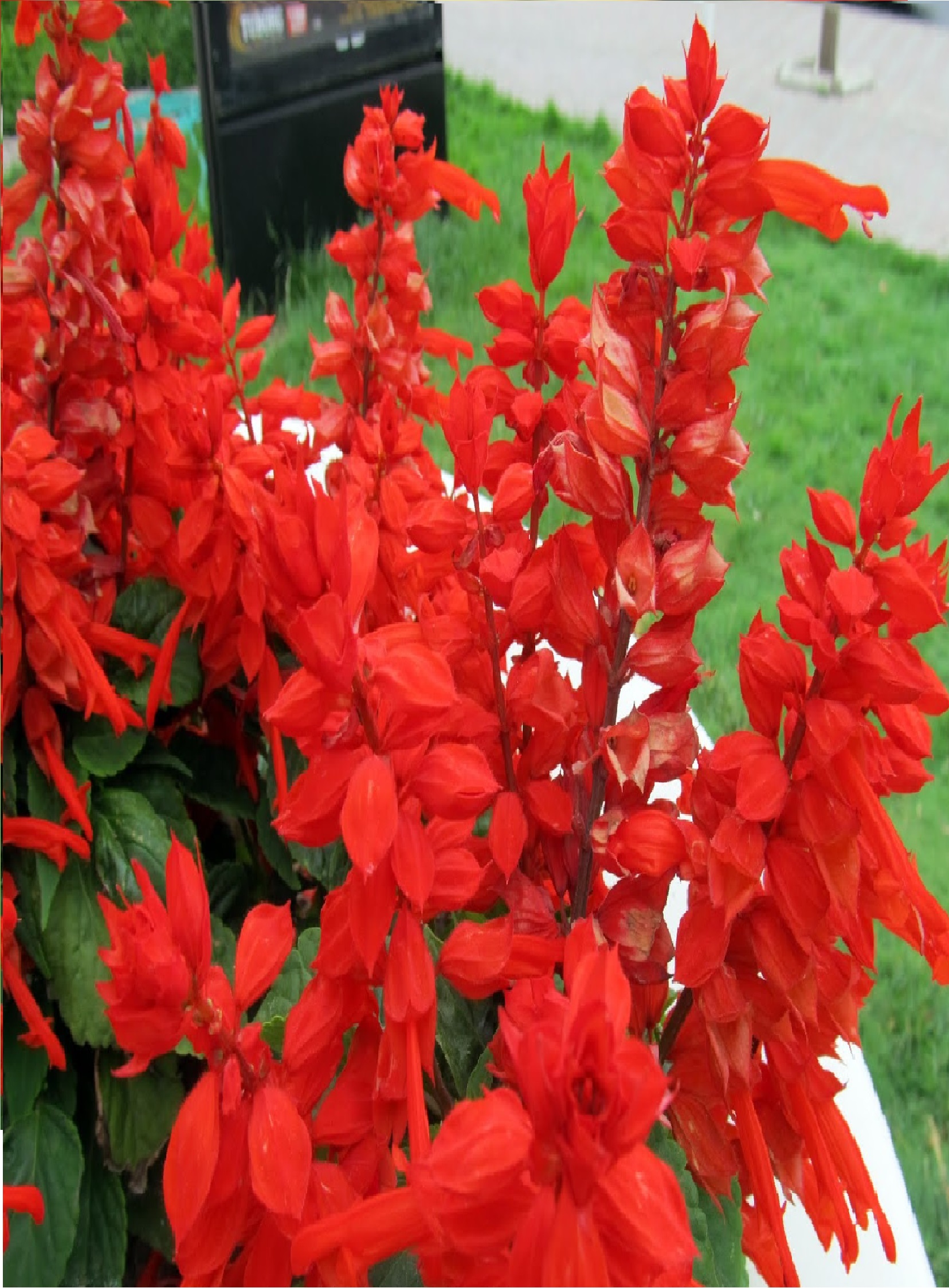 Kırmızı Ateş Çiçeği Salvia splendens Red, Tohumu +-30 Adet