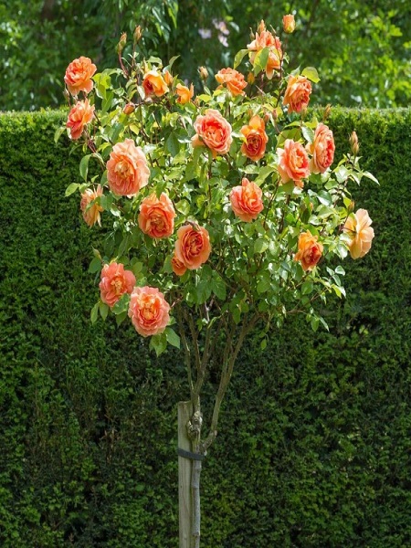 Baston Gül Fidanı Kayısı Rengi Rosa ad alberello apricot,+120 cm ,Saksıda