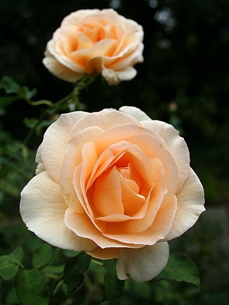 Kayısı Rengi Baston Gül Fidanı Rosa ad alberello apricot,+120 cm ,Saksıda