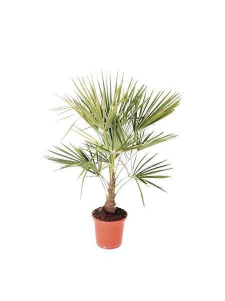 Palmiye Ağacı, Tüylü Palmiye Chamaerops excelsa, 40-60 cm, Saksıda