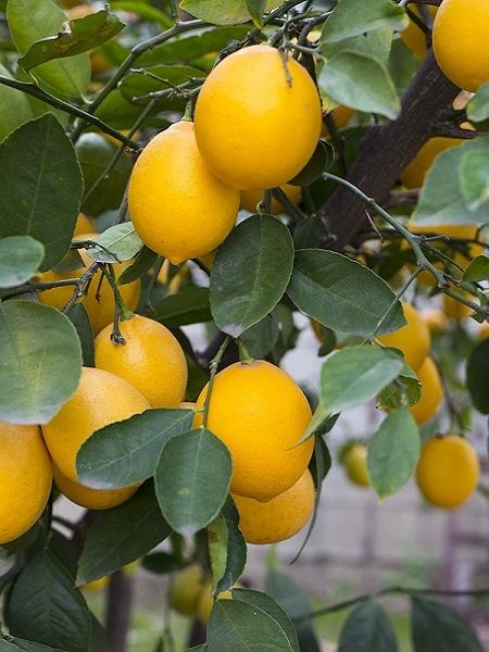 Limon Fidanı Citrus x limon, Bodur Masa Limonu, Küçük Yaş, Tüplü