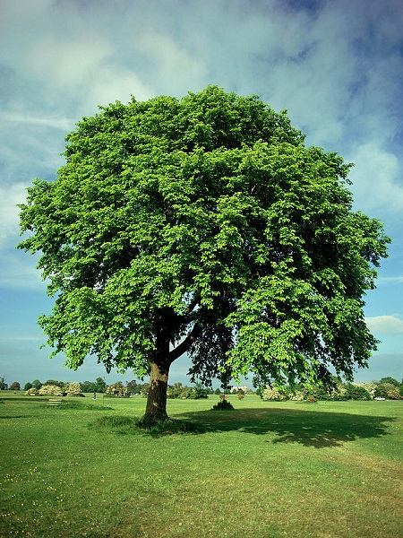 Ulmus glabra Dağ Karaağaç Ağacı, 60-80 cm, Saksıda