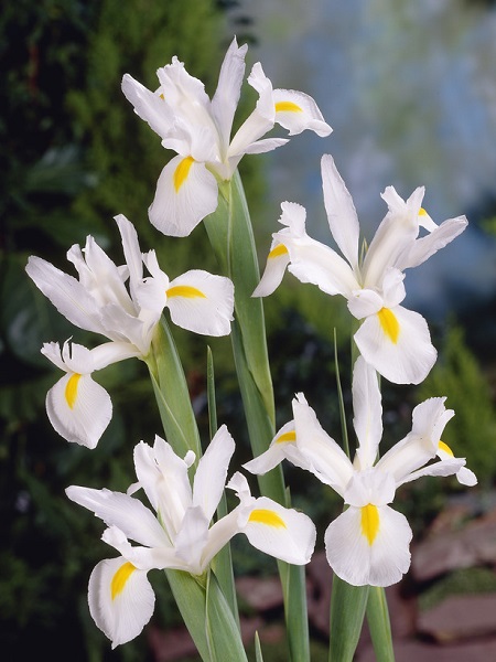 Süsen Çiçeği İris White Excelsior Soğanı, 5 Adetli, Paketli