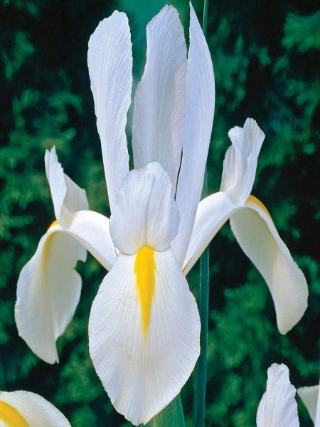 Süsen Çiçeği İris White Excelsior Soğanı, 5 Adetli, Paketli