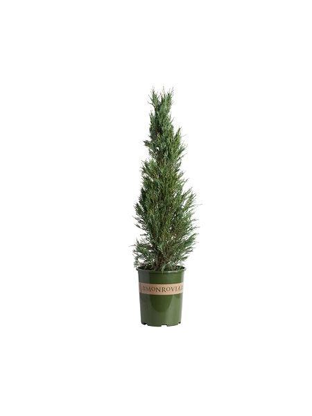 Dik Ardıç Fidanı Juniperus scopulorum Skyrocket, +100 cm, Saksıda