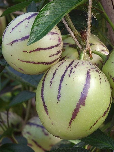 Pepino Fidesi Solanum muricatum, Saksıda	