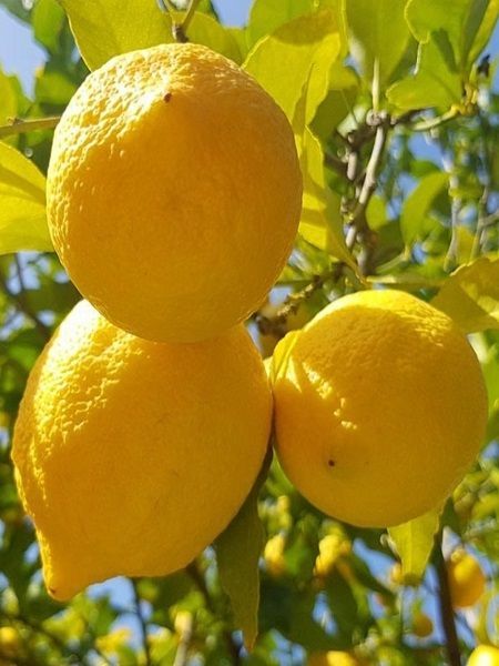 Citrus x limon YEDİVEREN Limon Fidanı, +3-4 Yaş, +120 cm, Tüplü