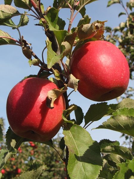 Elma Fidanı Ekşi Pembe, +120 cm, Açık Köklü