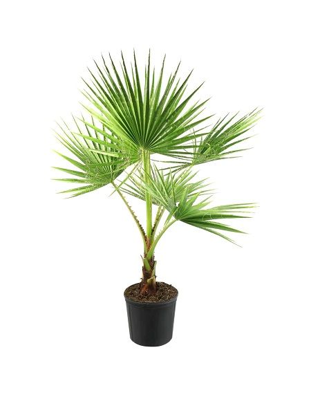 Palmiye Ağacı, Tüysüz Palmiye Chamaerops Washingtonia filifera, 20-40 cm, Saksıda