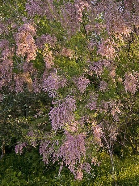 Ilgın Ağacı Pembe Çiçekli Tamarix gallica, +100 cm, Saksıda