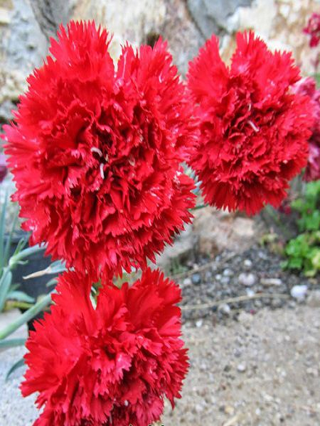 Karanfil Kırmızı Renk Çiçek Tohumu +- 25 Adet