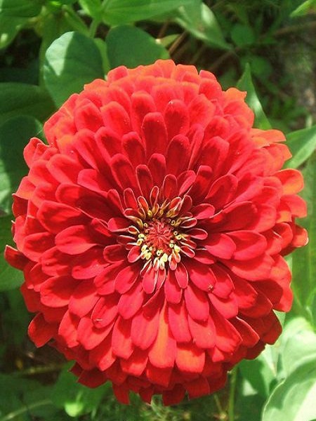 Zinnia (Kirli Hanım Çiçeği) Kırmızı Renk Tohumu +- 40 Adet