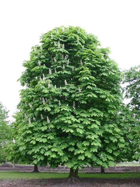 At Kestanesi Ağacı Aesculus hippocastanum, +100 cm, 3-4 yaş, Saksıda