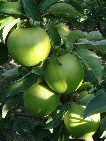 Elma Fidanı GRANNY SMİTH, +120 cm, Saksıda