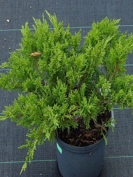 Sabin Ardıcı Juniperus sabina Tamariscifolia, Saksıda