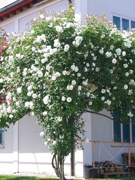 Sarmaşık Gül Fidanı Beyaz Rosa rampicanti White, +120 cm, Saksıda