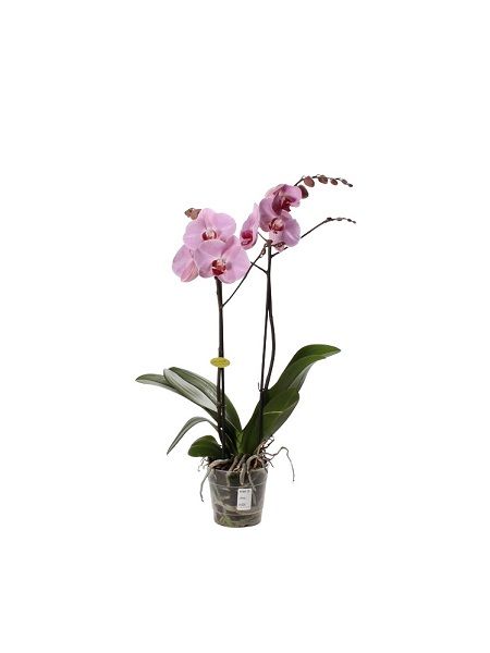 Orkide Çiçeği Çift Dal Phalaenopsis Orchid, Saksıda