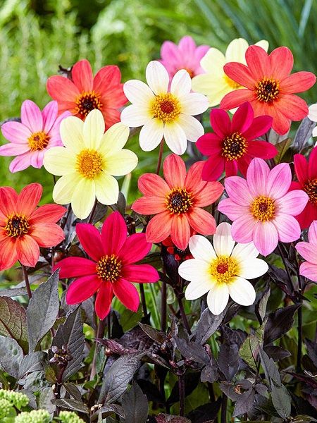 Yıldız Çiçeği Dahlia Karışık Renk Çiçek Tohumu +- 30 Adet