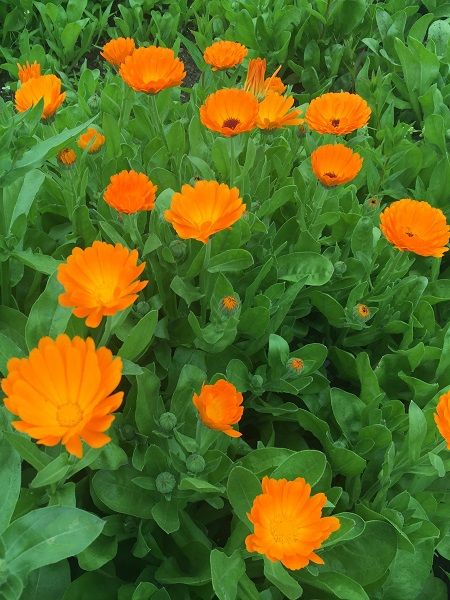 Portakal Nergisi, Şamdan, Aynısafa Çiçeği Turuncu Renk Çiçek Tohumu +- 25 Adet