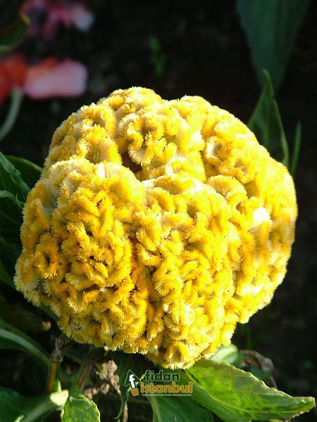 Horoz İbiği Cristata Çiçeği Sarı Renk Çiçek Tohumu +- 50 Adet