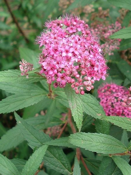 SPIRAEA japonica 'Anthony Waterer' BRP 15/20 RAMIFIE