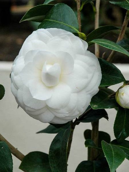 Kamelya Fidanı Beyaz Çiçekli Camellia japonica Perfection White, İTHAL, +100 cm, Saksıda